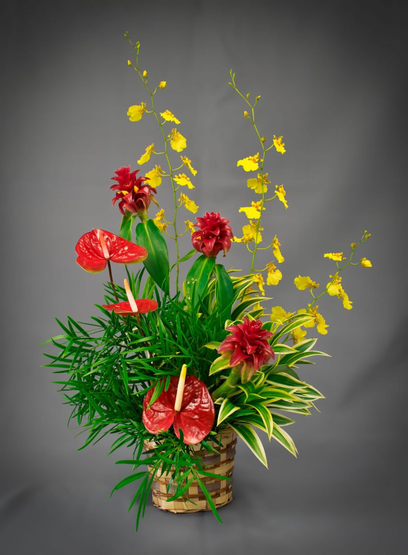 Costus Song