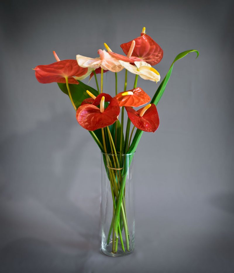 Hawaiian Anthuriums