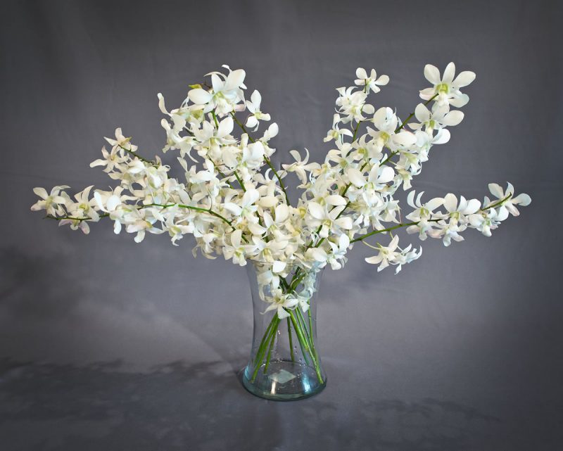 Hawaiian Dendrobium Orchids