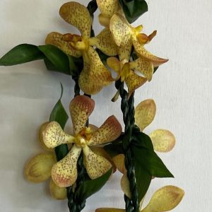 Double Ti Mokara Lei