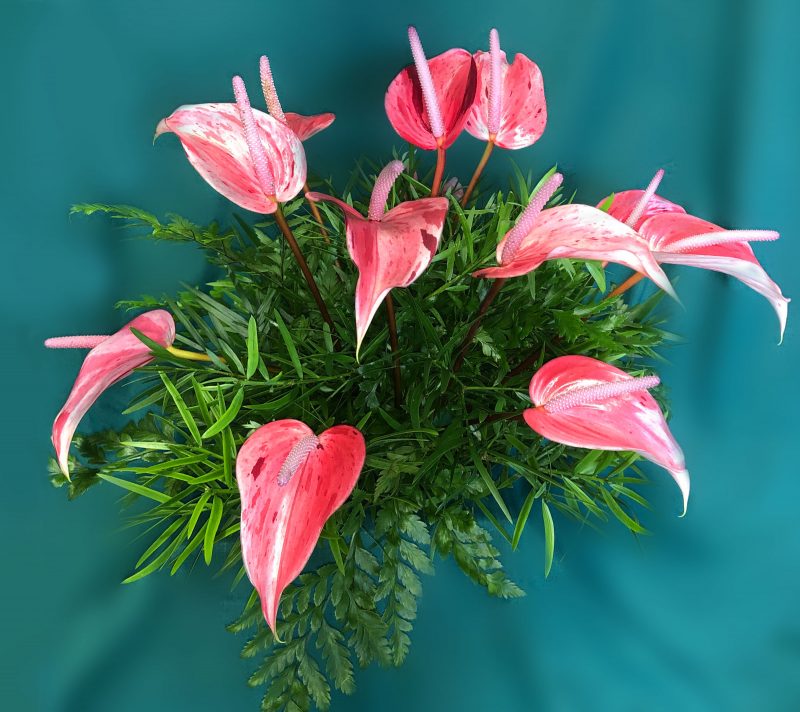 Mother's Day Special