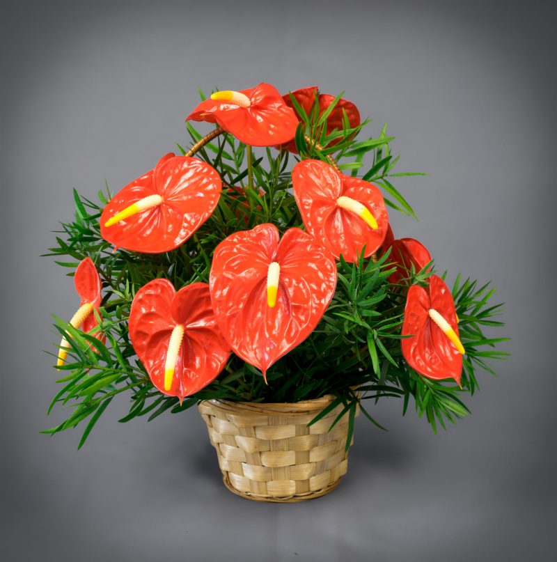 Orange Fall Harvest